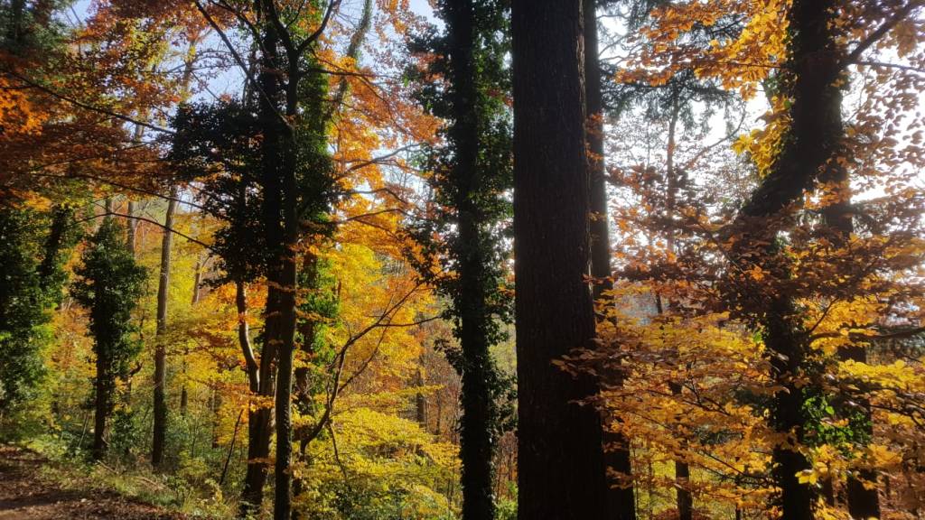 Der Faustische Mensch